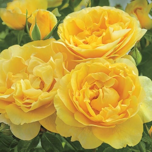 Happy Go Lucky - Weeks Rose - Image 2