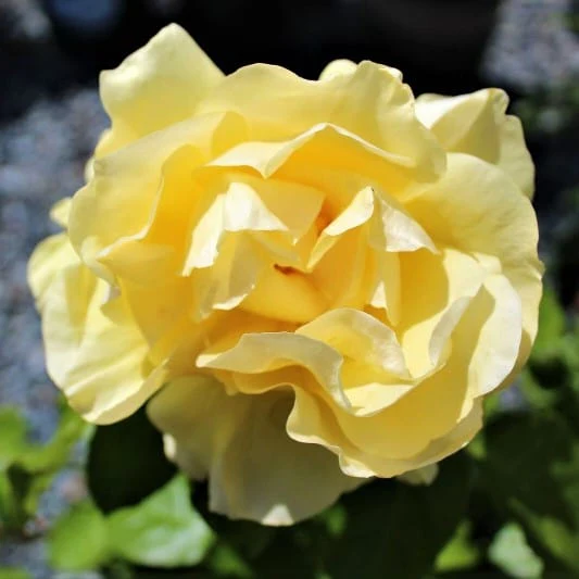 Happy Go Lucky - Weeks Rose - Image 3