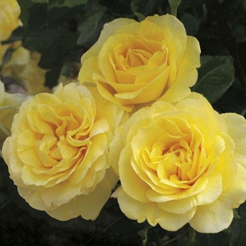 Happy Go Lucky - Weeks Rose - Image 4