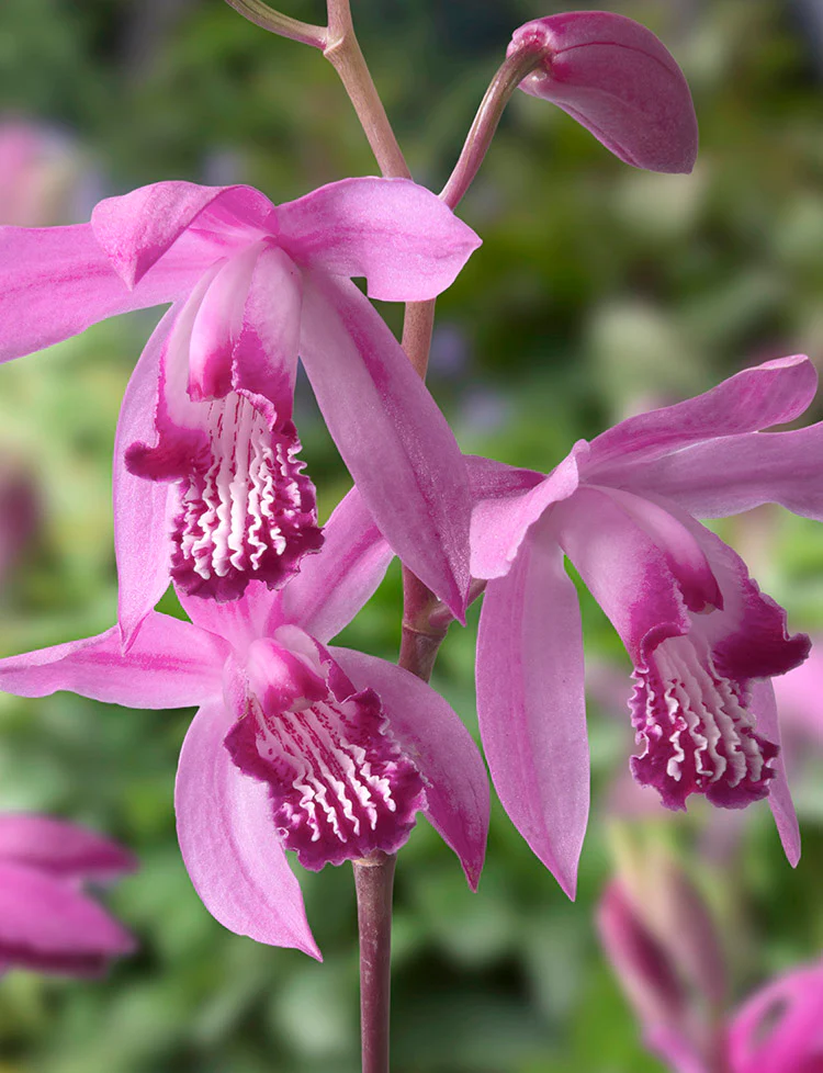 Hardy Orchid - Bletilla Striata, 1 Pack - Image 3