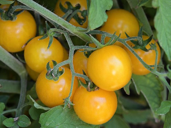 Hartman's Yellow Gooseberry Tomato - Eagleridge Seeds
