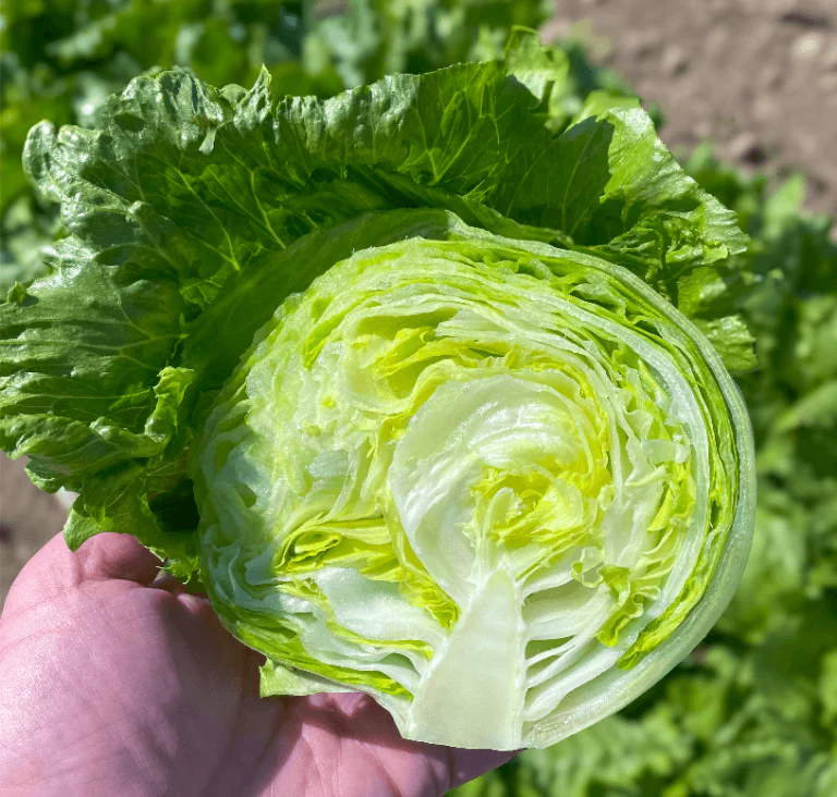 Lettuce Pint Size - Ontario Seed Company