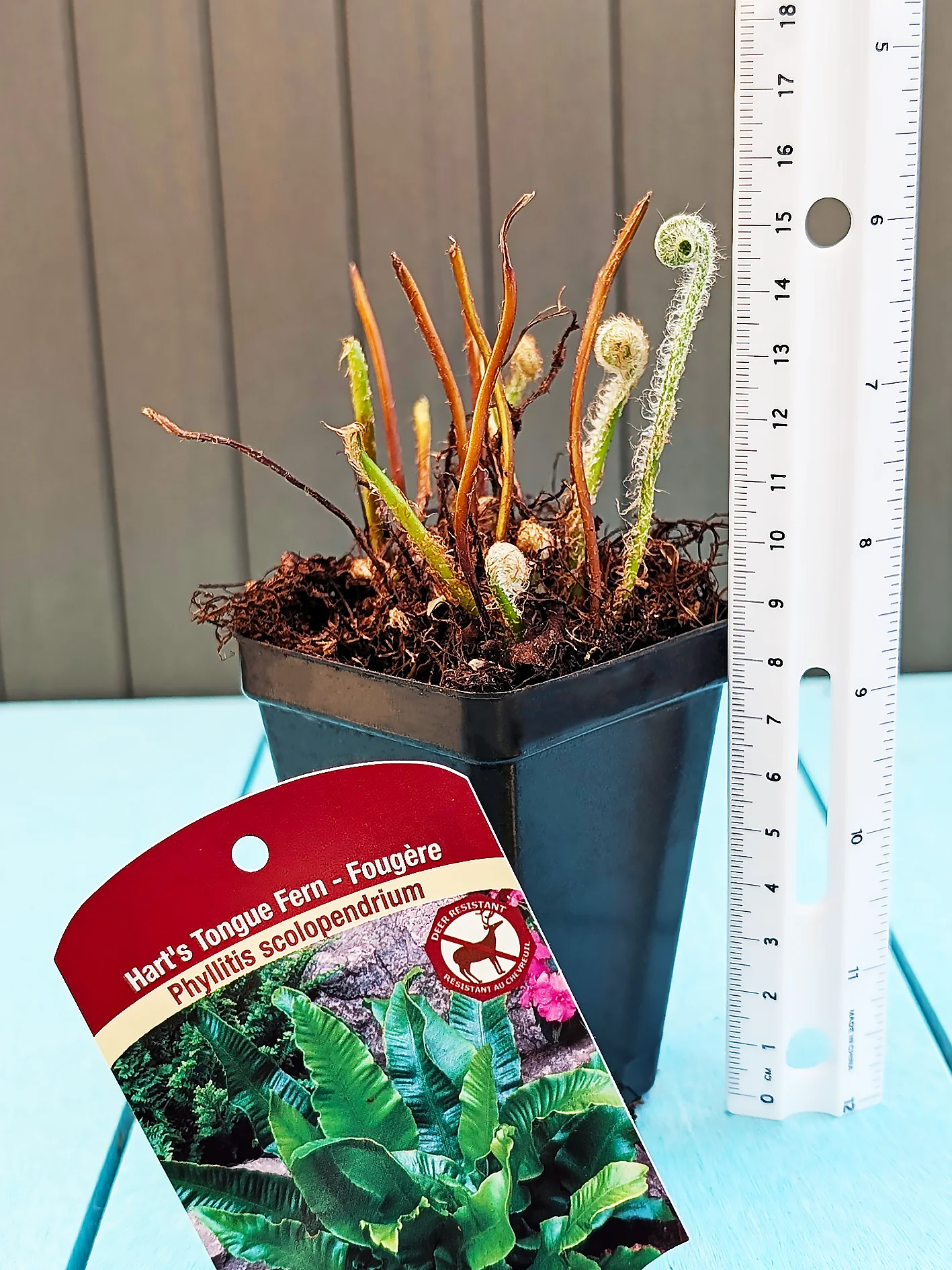 Heart's Tongue Fern - Scolopendrium, 1 Pack - Image 2