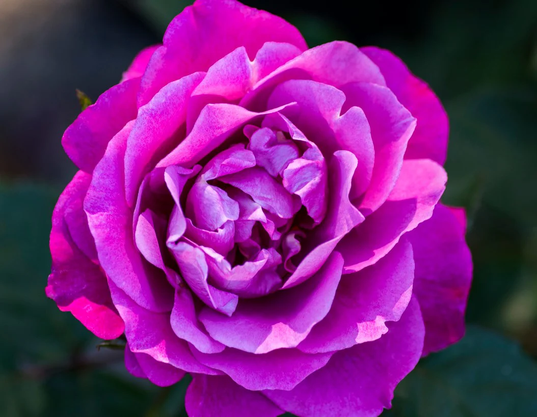 Heirloom - Star Roses and Plants - Image 2