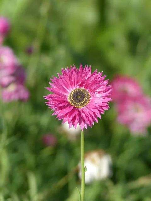 Helipterum Pierrot Red - West Coast Seeds - Image 2