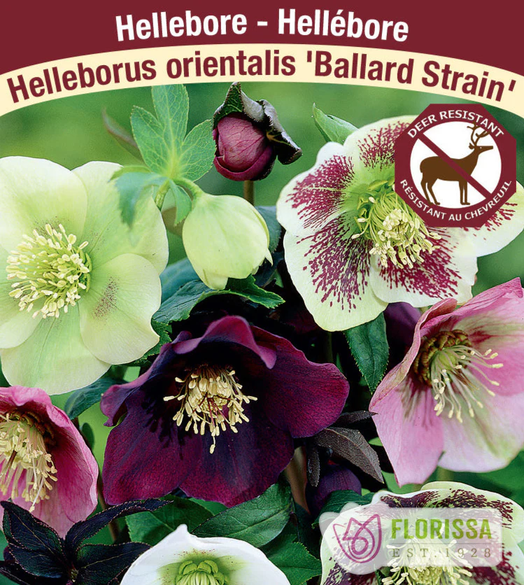 Hellebore - Ballard Strain, 1 Pack
