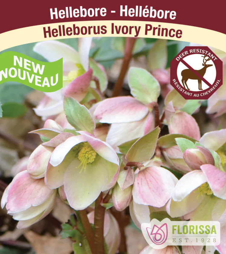 Hellebore - Ivory Prince, 1 Pack