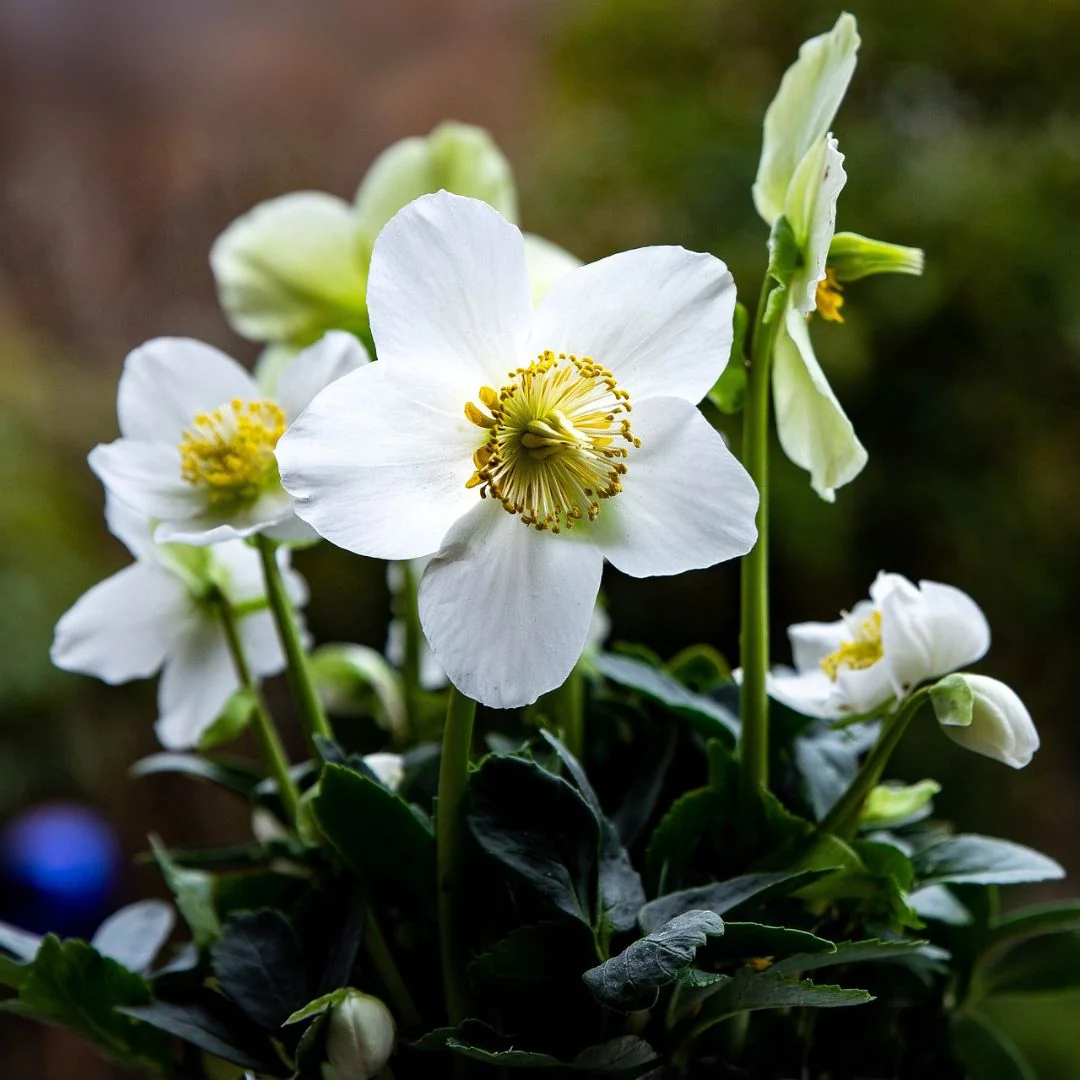 Hellebore - Niger (Christmas Rose), 1 Pack - Image 3