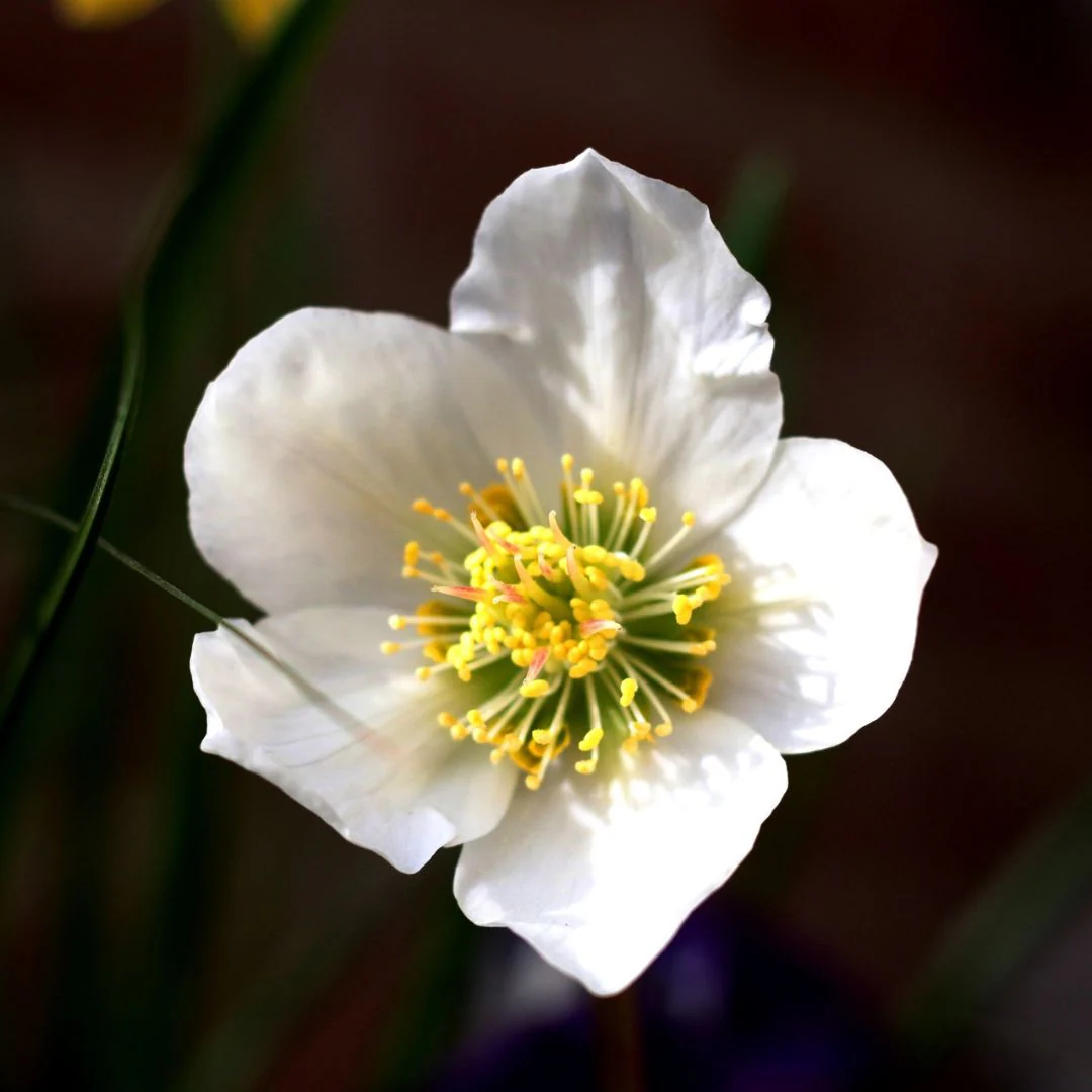 Hellebore - Niger (Christmas Rose), 1 Pack - Image 4