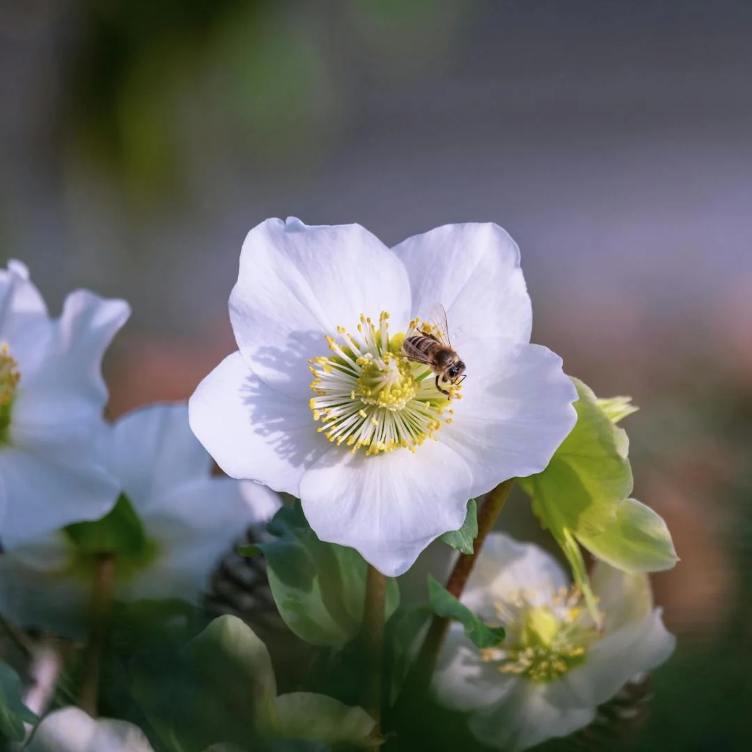 Hellebore - Niger (Christmas Rose), 1 Pack - Image 5