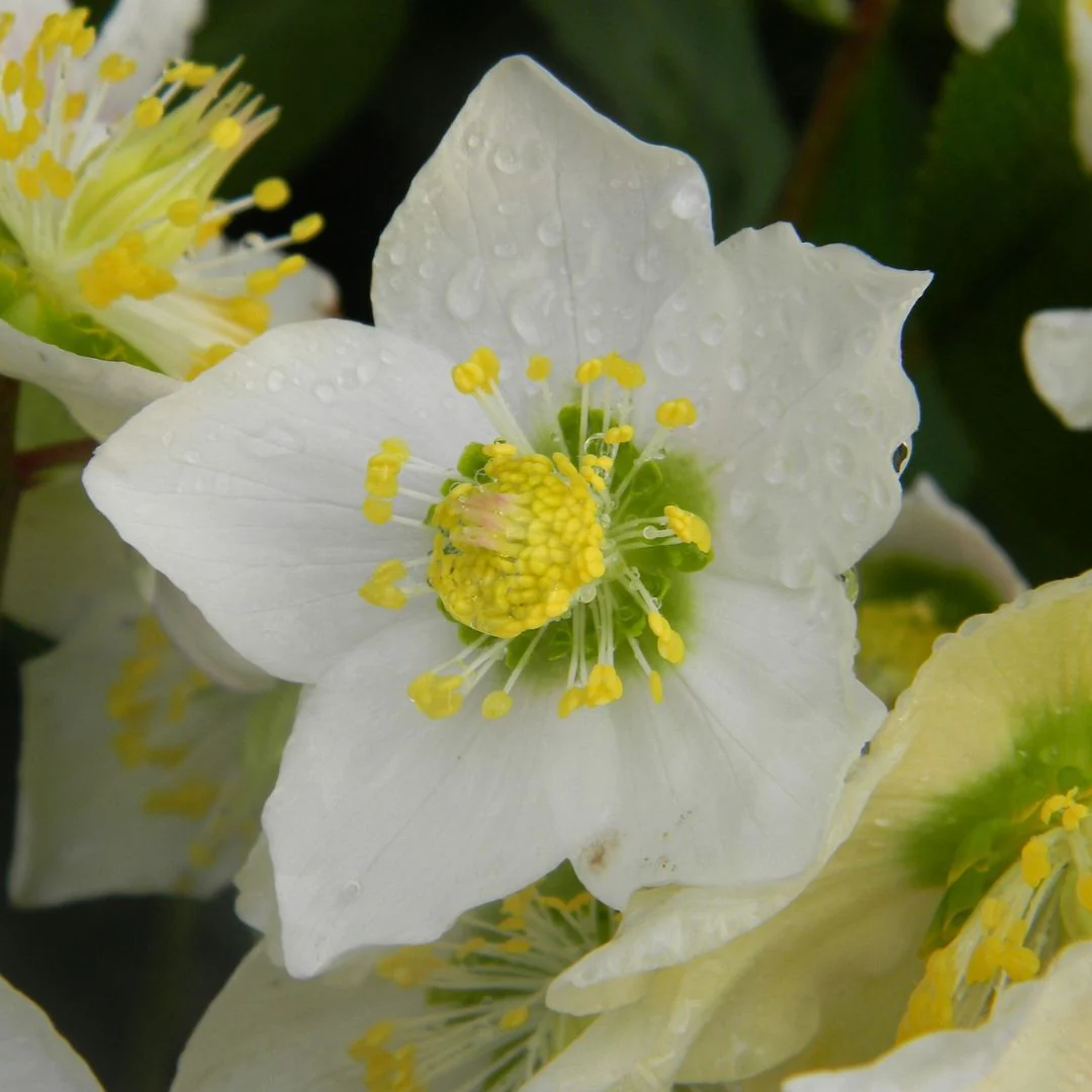 Hellebore - Niger (Christmas Rose), 1 Pack - Image 6