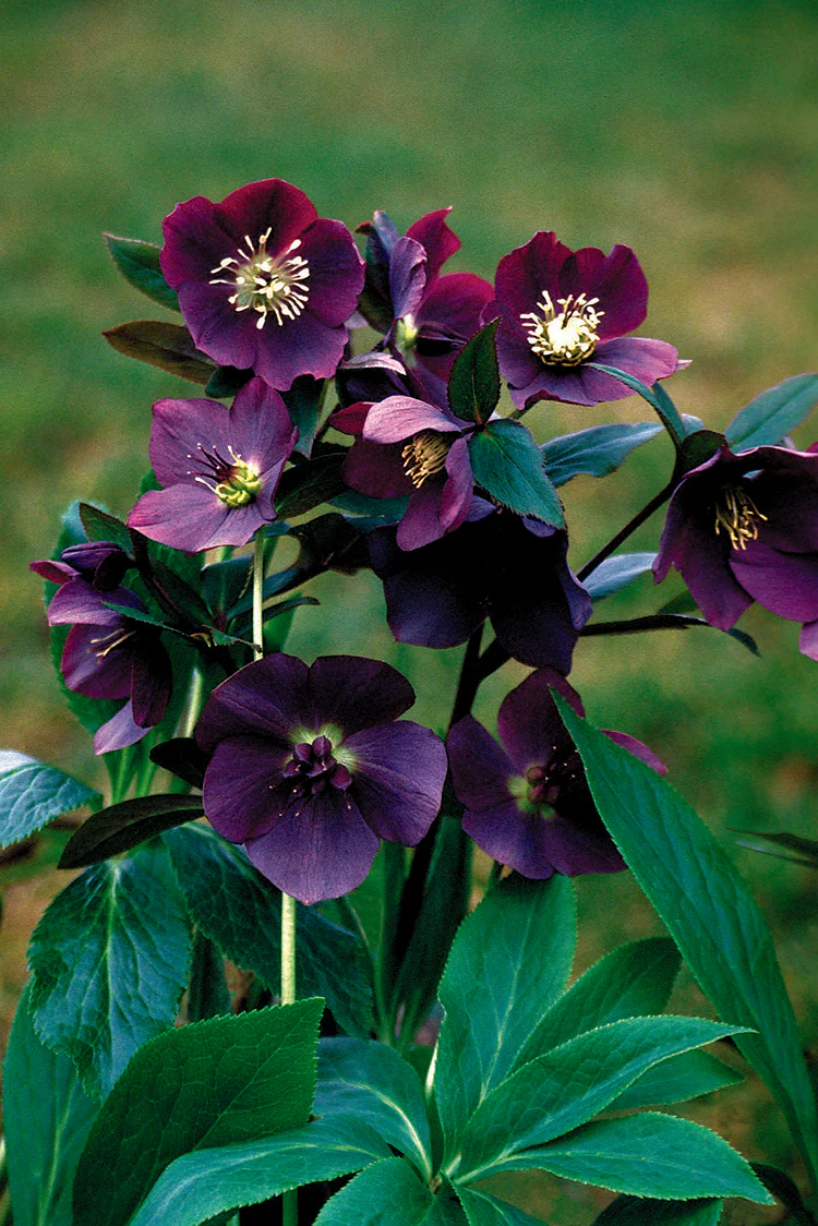 Hellebore - Blue Lady, 1 Pack - Image 2