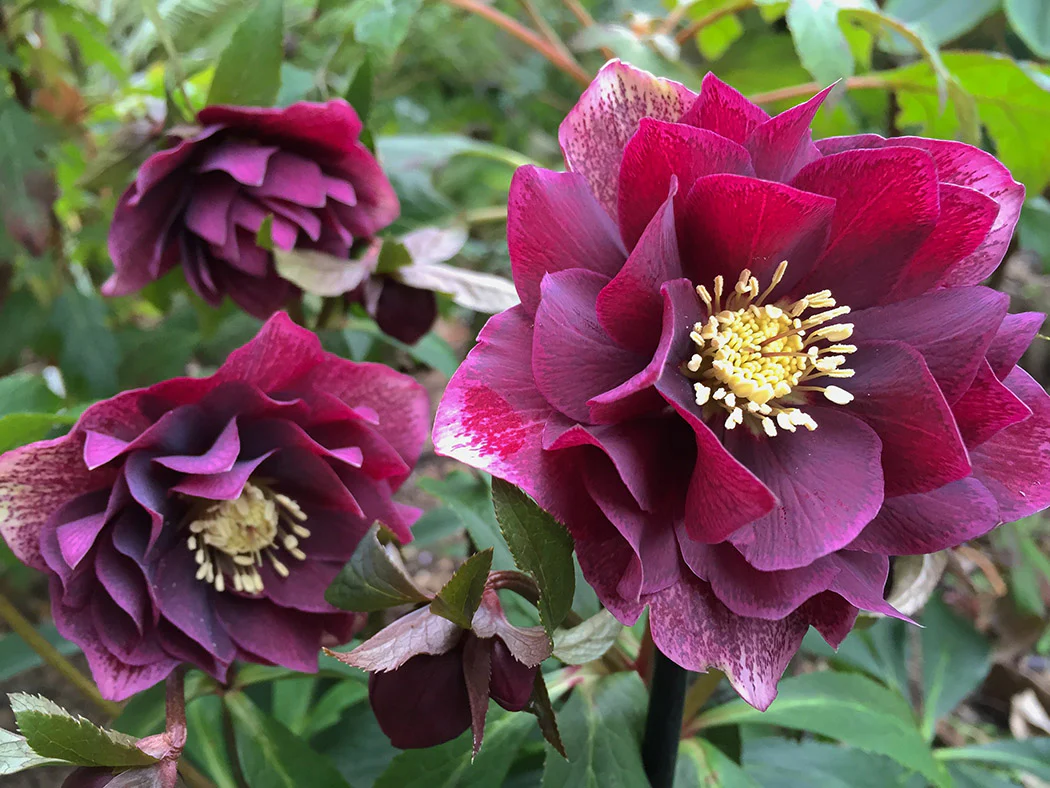 Hellebore - Double Ellen Red, 1 Pack - Image 2