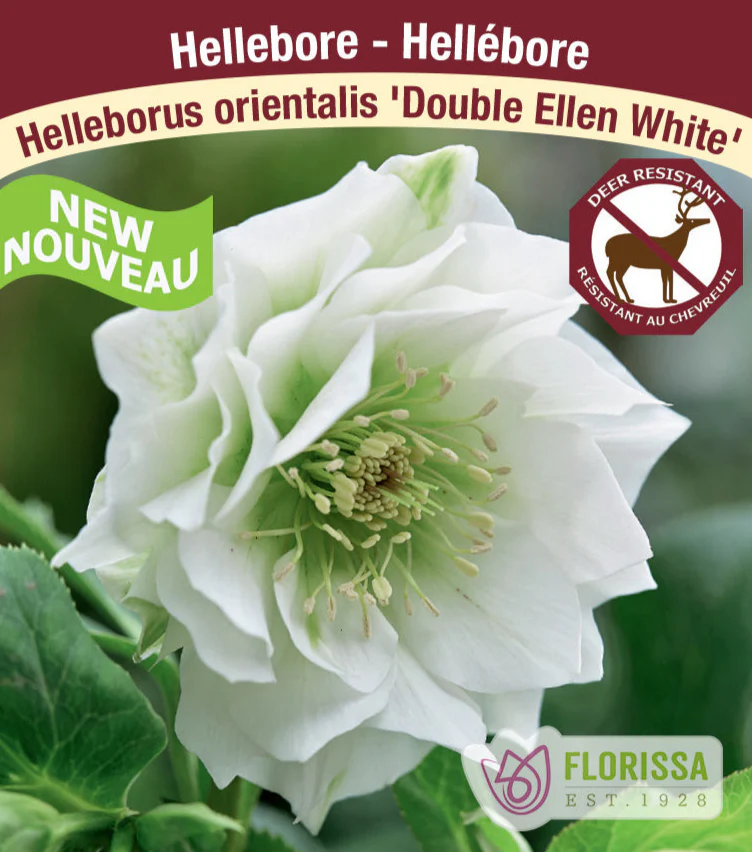Hellebore - Double Ellen White, 1 Pack