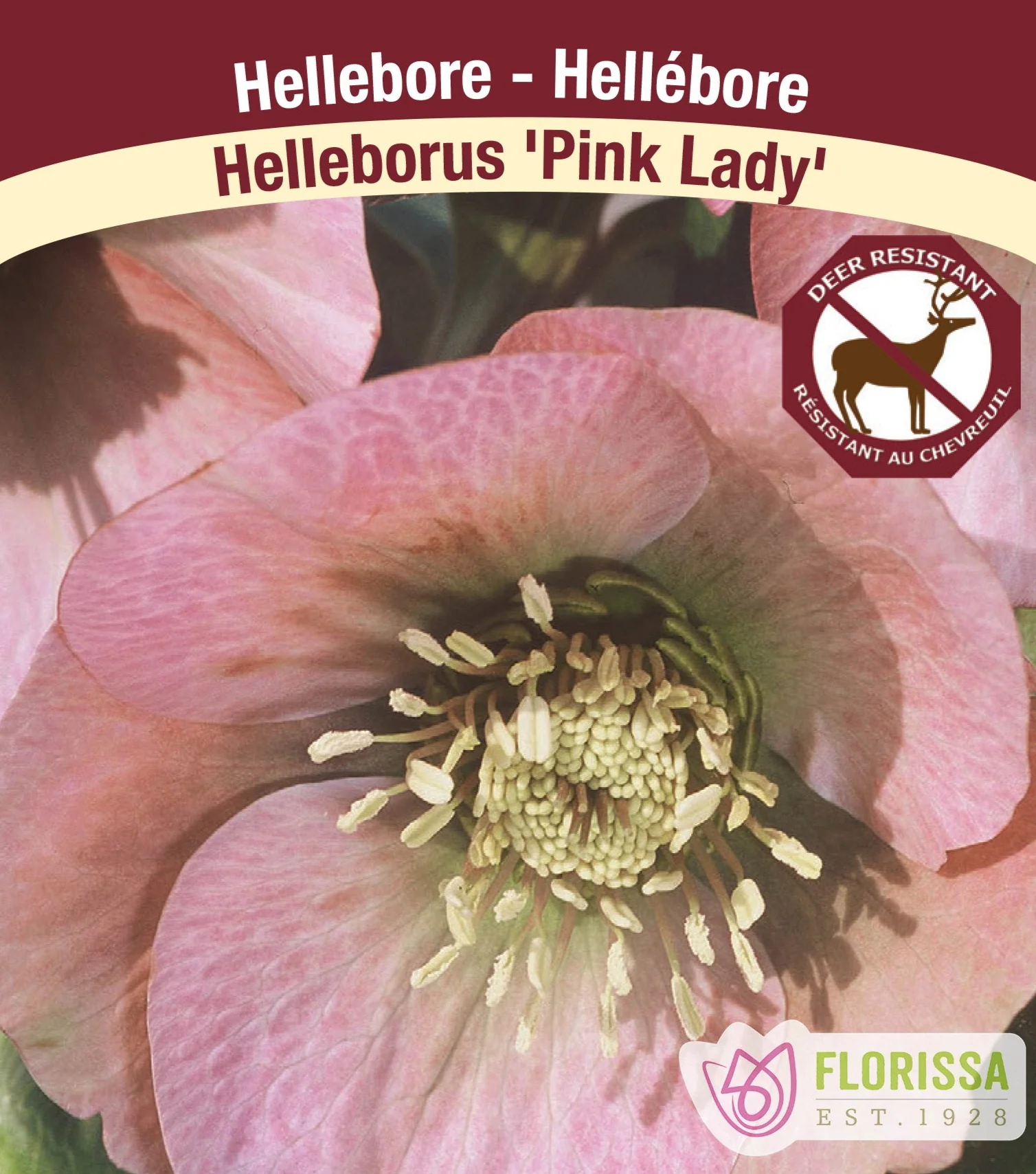 Hellebore - Pink Lady, 1 Pack
