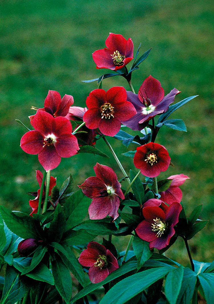 Hellebore - Red Lady, 1 Pack - Image 2