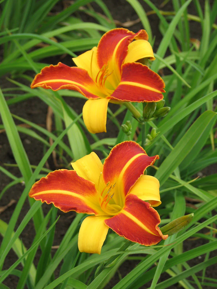 Daylily - Frans Hals, 1 Pack - Image 2