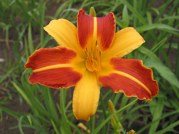 Daylily - Frans Hals, 1 Pack - Image 3