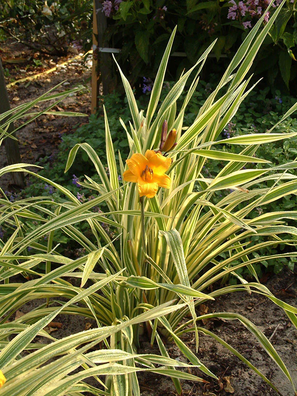 Daylily - Golden Zebra, 1 Pack - Image 2