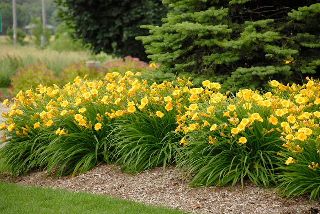 Daylily - Stella D'Oro, 1 Pack - Image 3