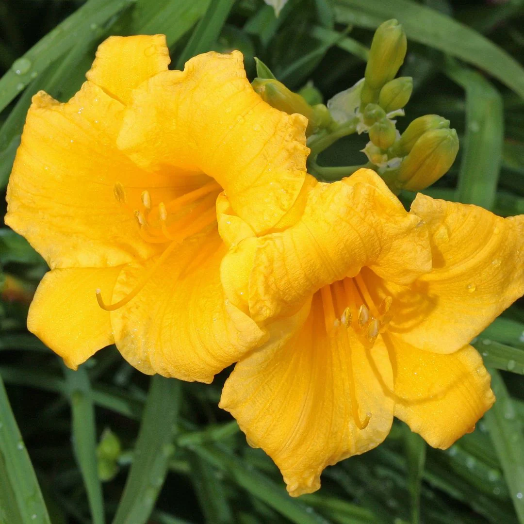 Daylily - Stella D'Oro, 1 Pack - Image 4