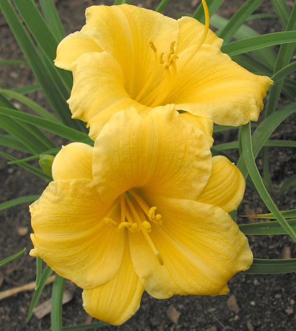 Daylily - Stella D'Oro, 1 Pack - Image 5