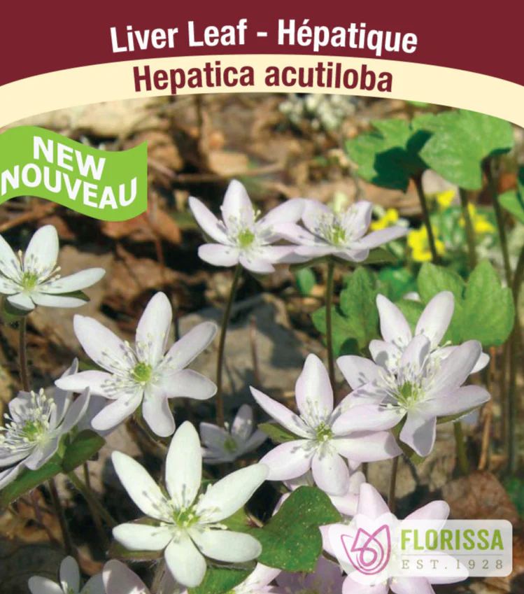 Hepatica acutiloba, 1 Pack