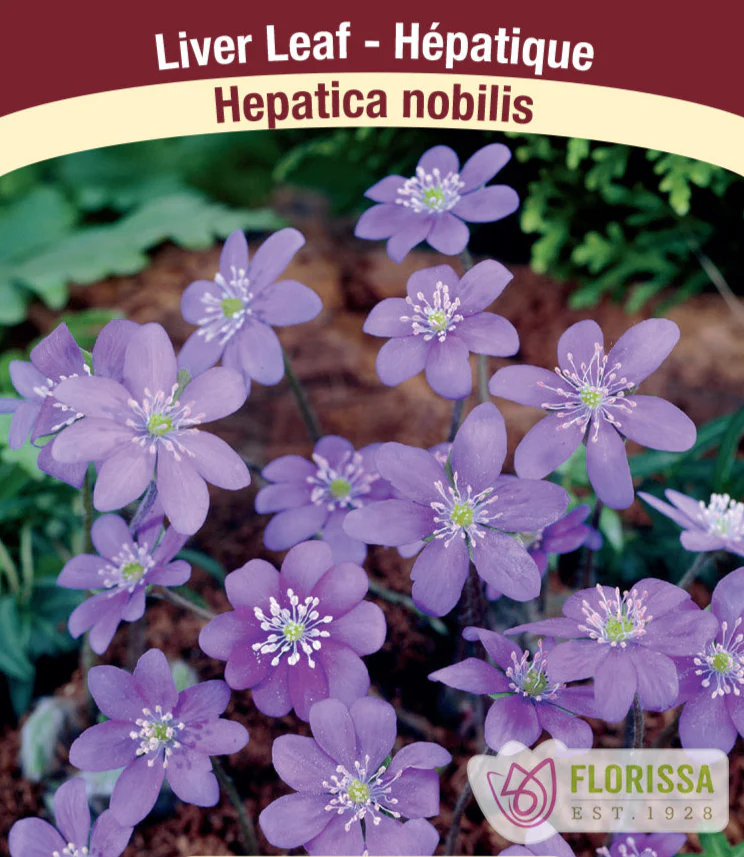 Hepatica nobilis, 1 Pack