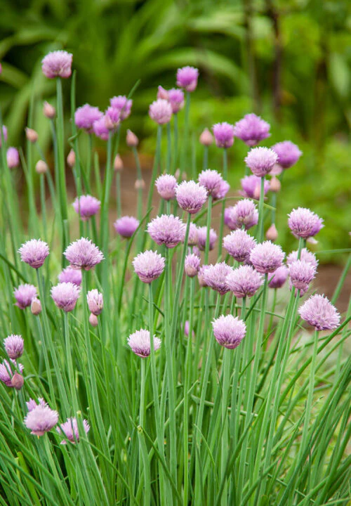 Herb Garden Jumbo - Ontario Seed Company - Image 3