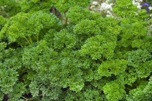 Herb Garden Jumbo - Ontario Seed Company - Image 4
