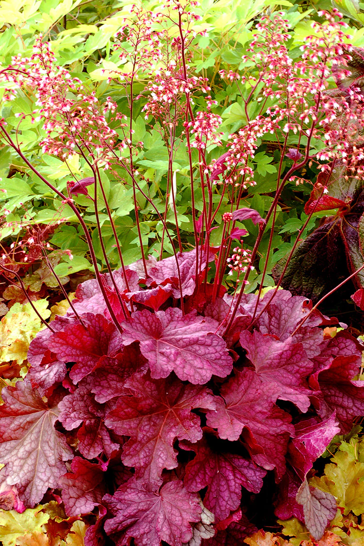 Heuchera - Berry Smoothie, 1 Pack - Image 3