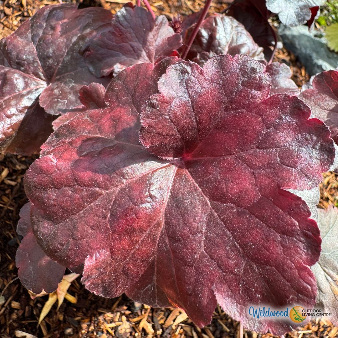 Heuchera - Palace Purple, 1 Pack - Image 3