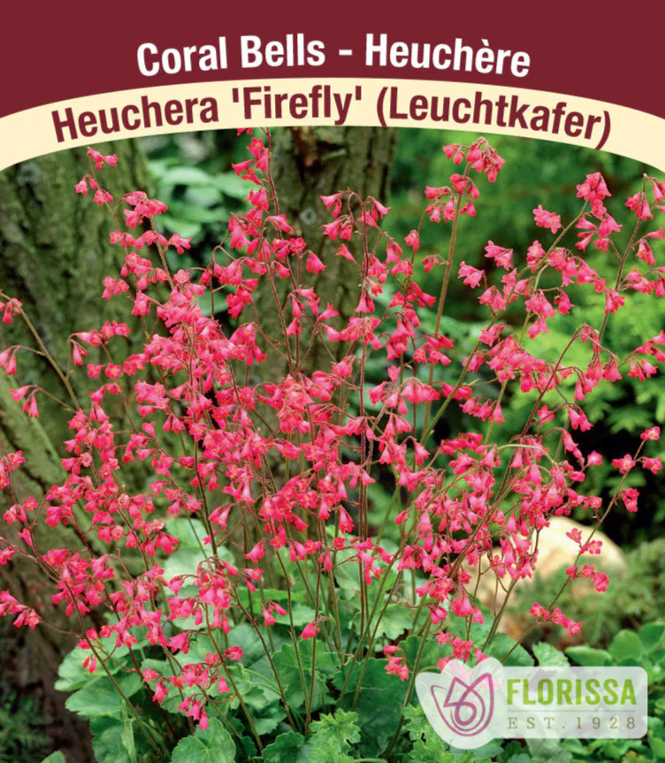 Heuchera - Firefly, 1 Pack