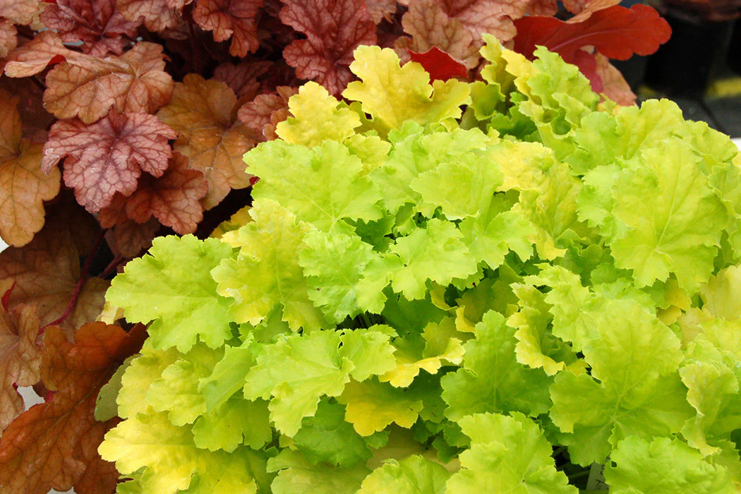 Heuchera - Lime Rickey, 1 Pack - Image 2