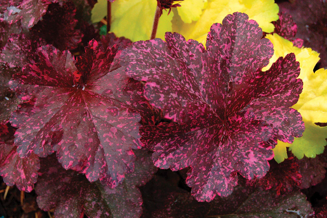 Heuchera - Midnight Rose, 1 Pack - Image 2