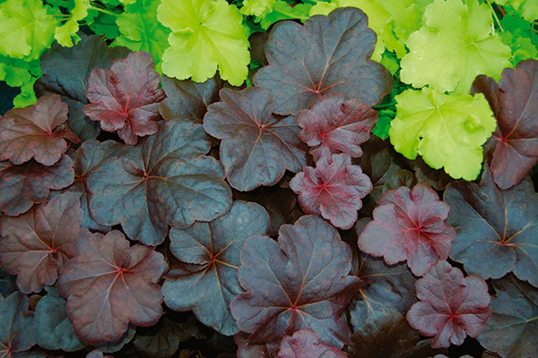 Heuchera - Obsidian, 1 Pack - Image 2