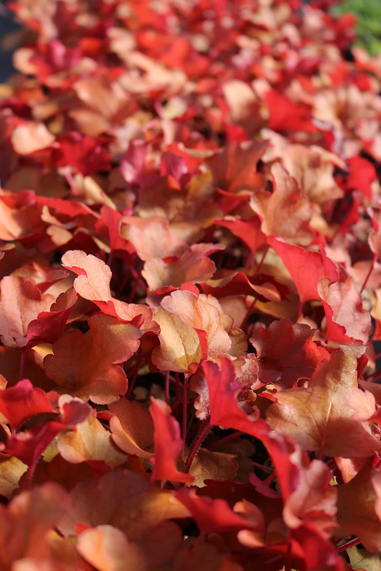 Heuchera - Peach Flambe, 1 Pack - Image 2