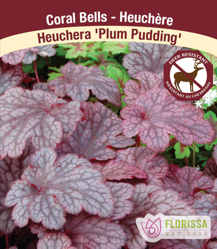 Heuchera - Plum Pudding, 1 Pack