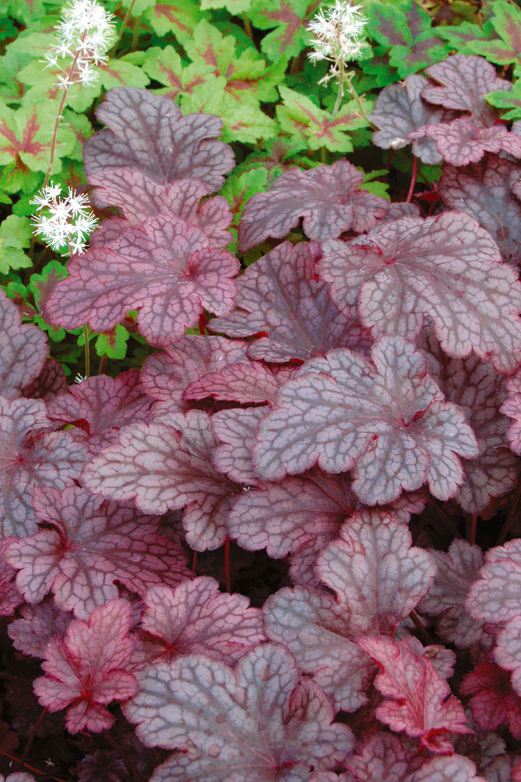 Heuchera - Plum Pudding, 1 Pack - Image 2