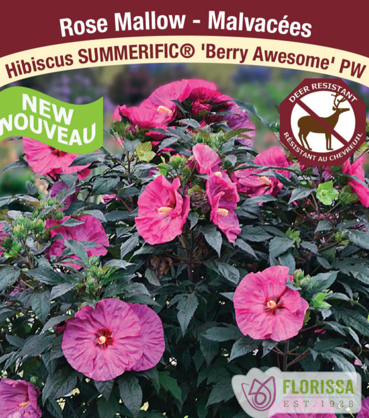 Hibiscus - Summerific® Berry Awesome, 1 Pack