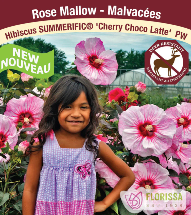 Hibiscus - Summerific® Cherry Choco Latte, 1 Pack