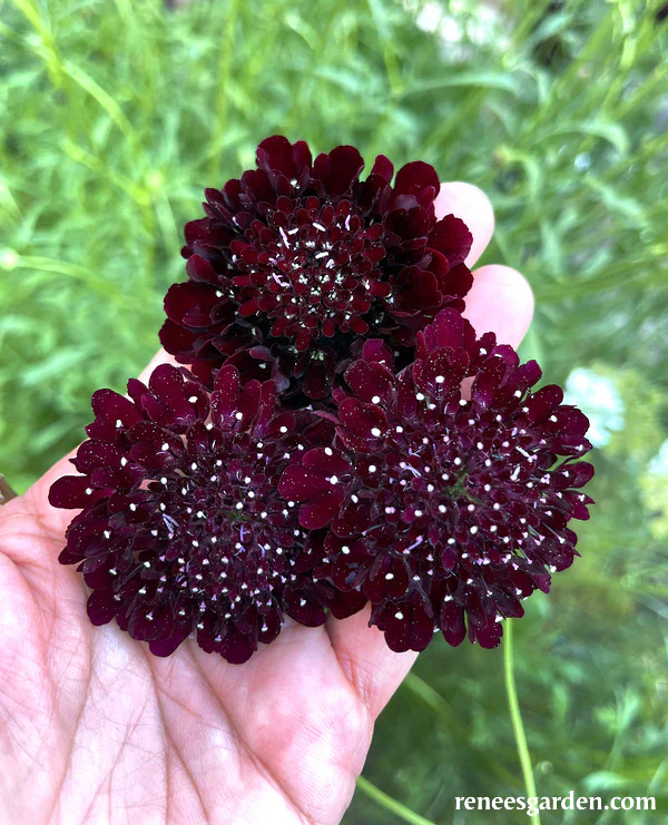 Dark Night Heirloom Scabiosa - Renee's Garden - Image 2