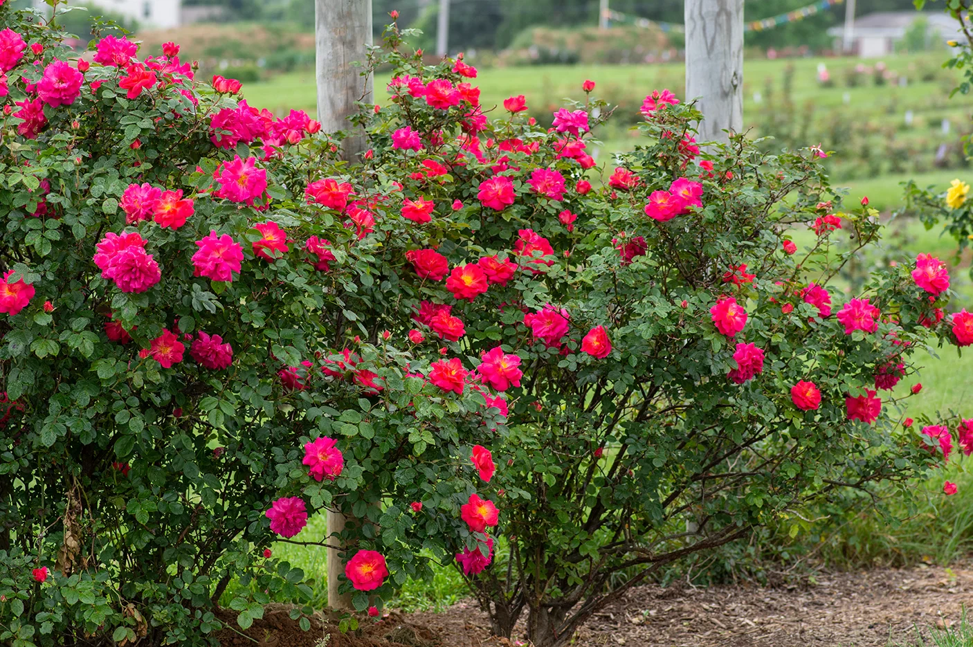 Highwire Flyer - Star Roses and Plants - Image 2