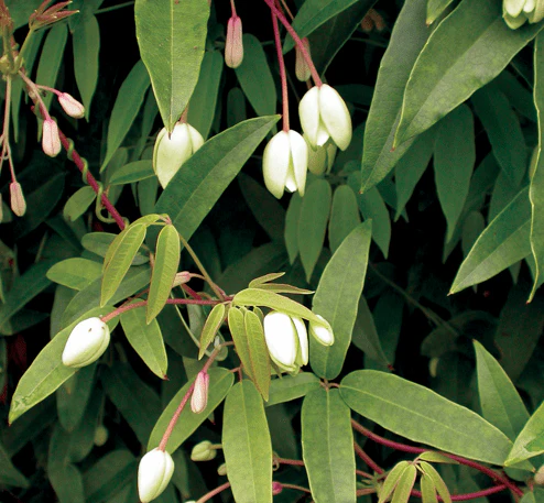 Holboellia coriacea (China Blue Vine) - Image 2