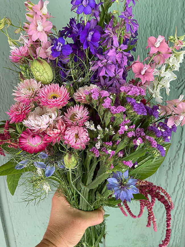 Everlasting Beauty Mix Pollinator Flowers - Renee's Garden - Image 2