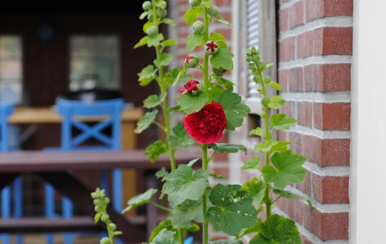 Hollyhock Chaters Double Mixed - Ontario Seed Company - Image 2