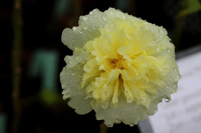 Hollyhock Chaters Double Mixed - Ontario Seed Company - Image 3