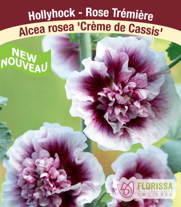 Hollyhock - Creme de Cassis, 1 Pack