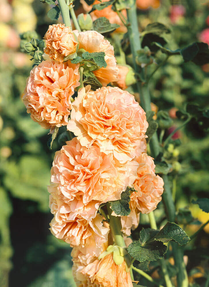 Hollyhock Double Apricot - Ontario Seed Company
