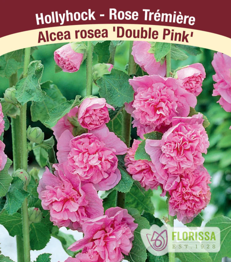 Hollyhock - Chater's Double Pink, 1 Pack